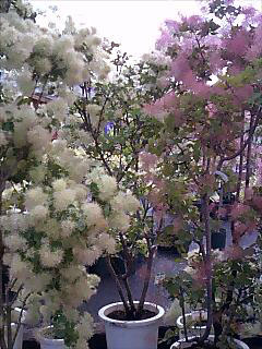 070610_16020001.jpg