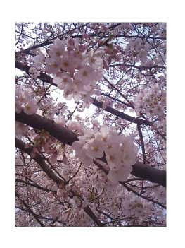 sakura-m2.jpg