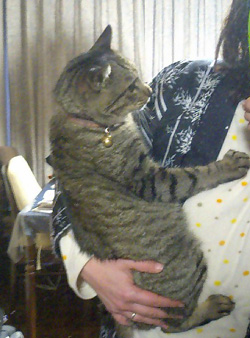 tora
