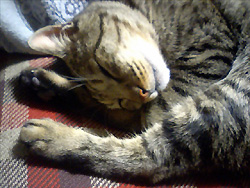 tora1