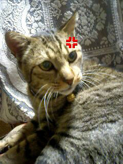 tora1