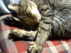 tora2
