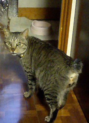 tora3