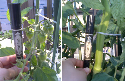 haha-tomato