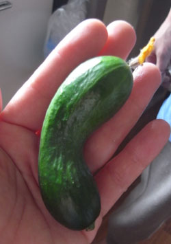 mini-kyuu