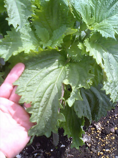 shiso-ha