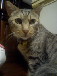 tora