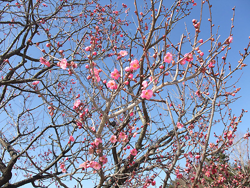 aka-ume