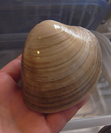 hamaguri-1