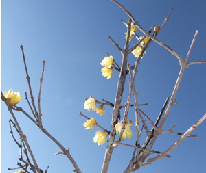 kiiro-ume