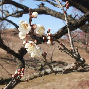 siro-ume