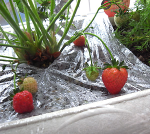 ichigo1