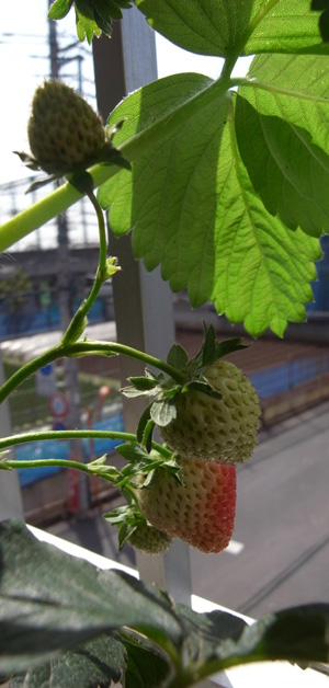 ichigo3
