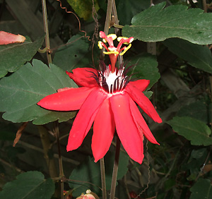hana5