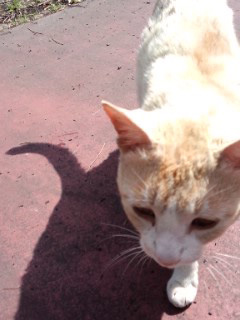 neko2