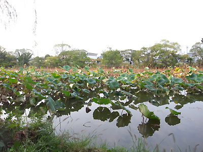 hasu