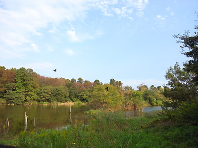 toriba