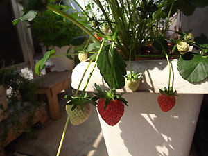ichigo ichigo