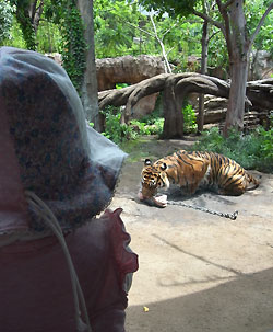 tora