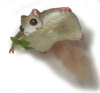 momonga