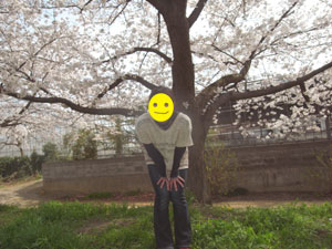 sakura