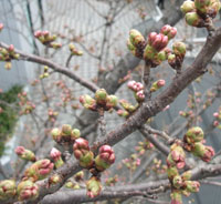k-sakura