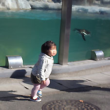t-pengin2
