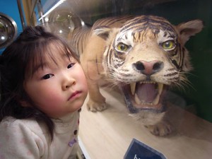 tora