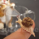H-cat&snail-maimai