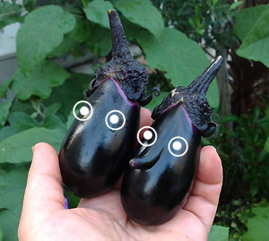 nasu2