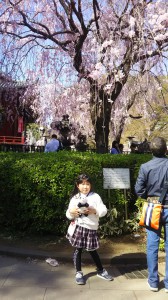 sakura
